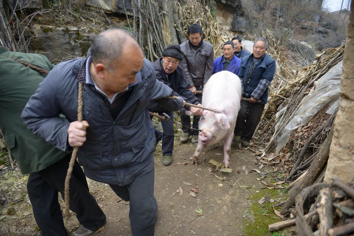 明日猪价格表概览与影响因素深度解析