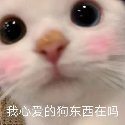 最新猫咪表情包来袭，萌到心醉！